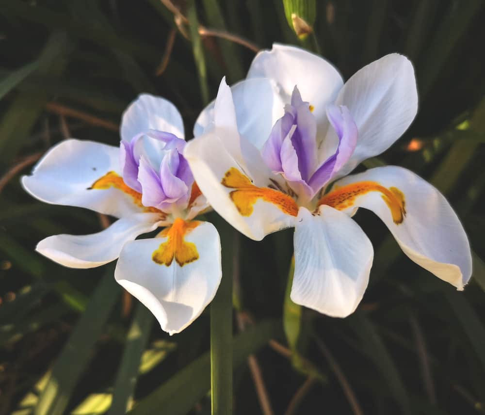 在花园里，有两朵美丽的白花，花瓣上点缀着紫色和黄色