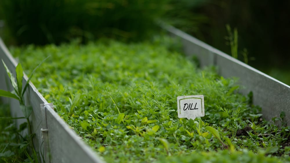 小型花园播种机，装满了小莳萝幼苗，上面有自制的牌子，写着莳萝
