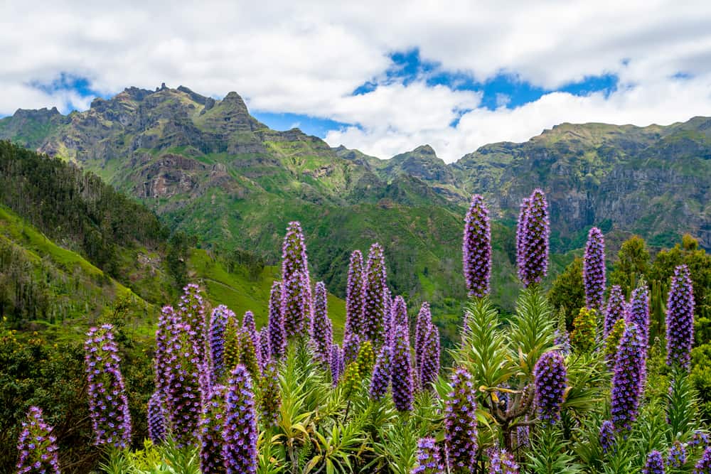美丽的碧竹植物，盛开着明亮的紫色花朵，生长在高树木和草的山地景观中