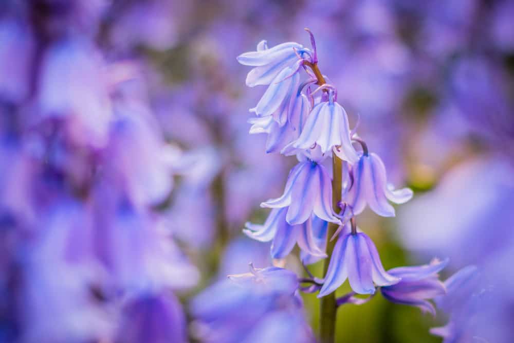 美丽的英国风信子花，淡粉色和紫色的口音，生长在一个管状茎与模糊的紫色背景
