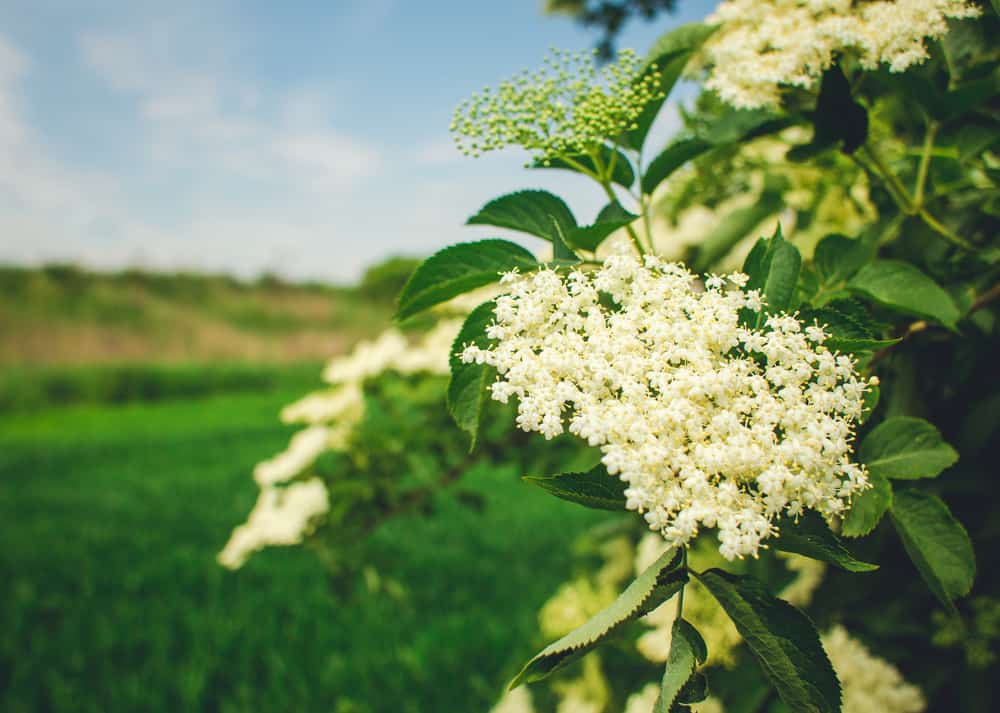 在晚春的时候，在阳光充足的田野旁生长着一簇白色的接骨木灌木