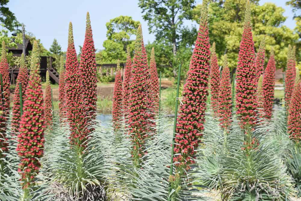 令人难以置信的高大的红色花穗，生长在观赏性花园的塔
