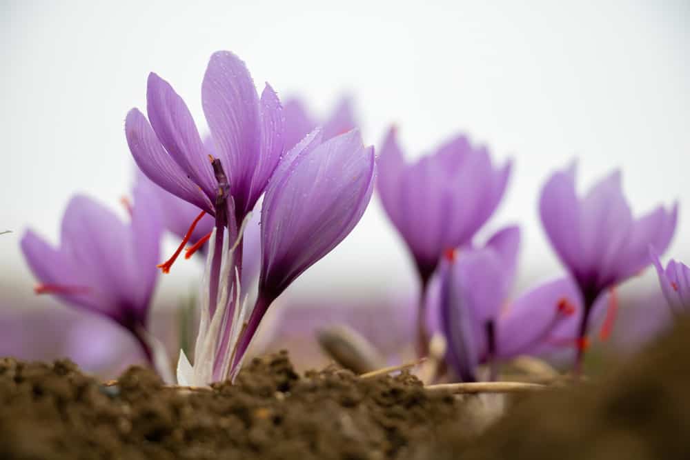 在一个阴天里，美丽的淡紫色秋番红花从冰冷的土壤里探出头来