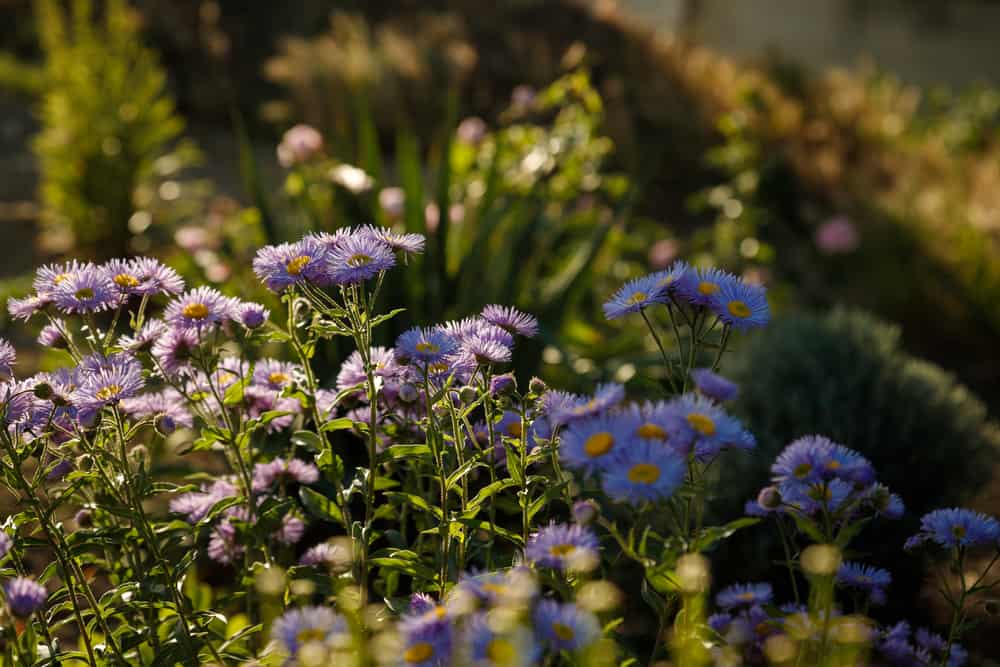 在阳光下，灯盏花的花茎末端生长着美丽的淡紫色绒蓬花