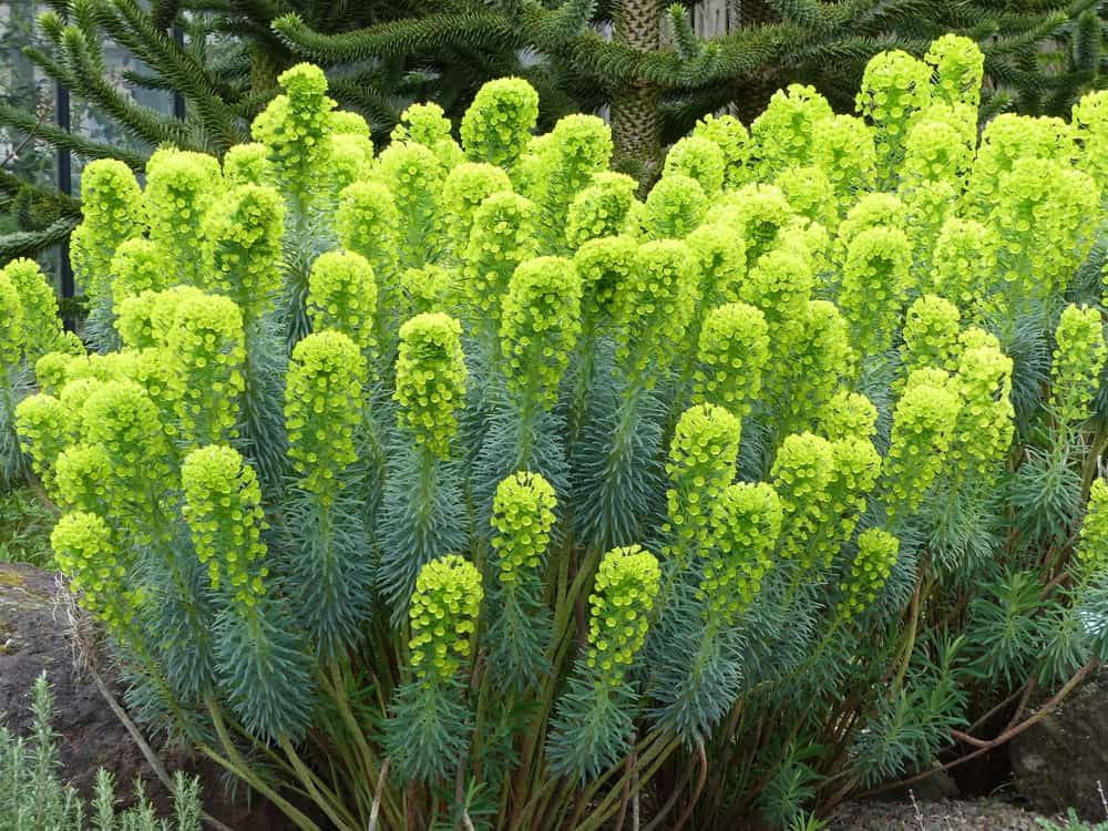 在大戟属植物的常绿茎的末端生长的令人惊奇的明显的黄绿色花簇