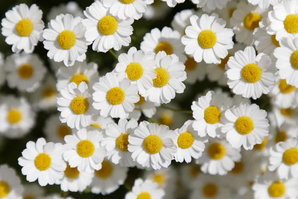 俯视着一株白菊的明亮而快乐的花头，白色的射线小花和黄色的圆盘中心