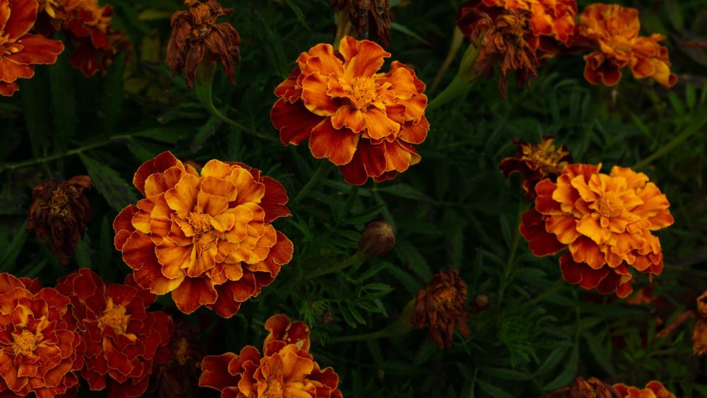 专注于美丽的暗橙色法国金盏花与深绿色的叶子生长在花园里