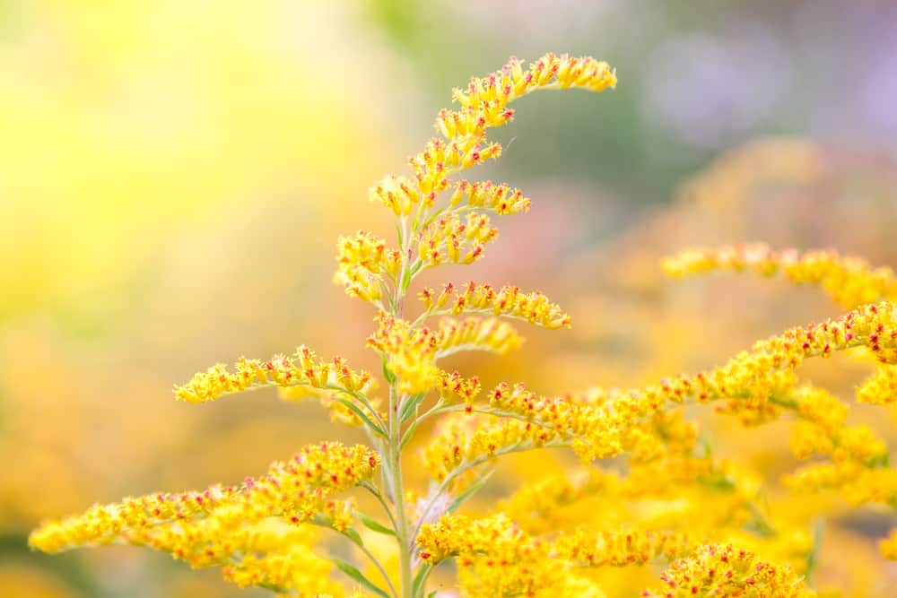 微距图像集中在令人惊叹的金黄色黄花在阳光下发光