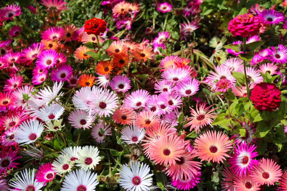 花园里生长着三种不同颜色的美丽的冰植物花