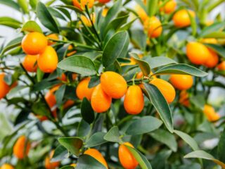 一种果实成熟的柑橘类植物