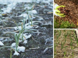 在积雪覆盖下的空地上，冬天大蒜的绿色芽。