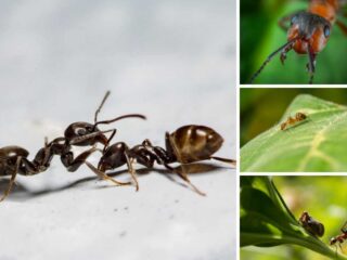 不同类型蚂蚁的照片拼贴。