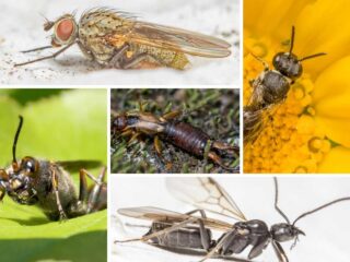 不同类型的昆虫的照片拼贴，类似于蠼螋。