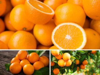 橙子的照片
