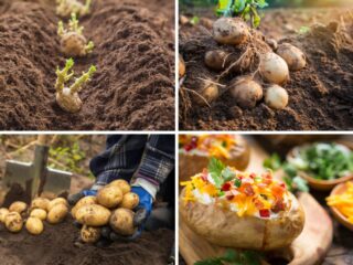 土豆——块茎端上餐桌