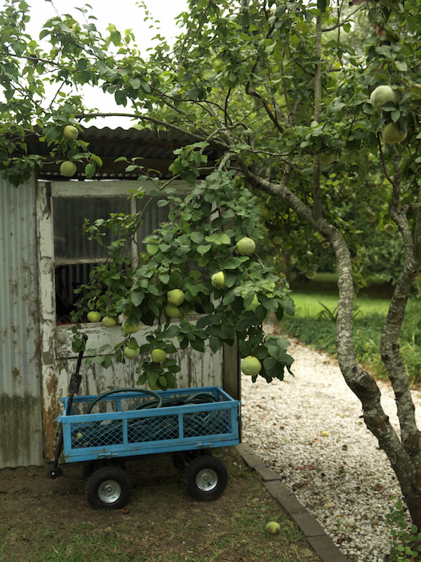 这棵苹果树被成熟的果实压弯了。附近是一家园艺棚和一辆马车，这将在收获的时候有用。