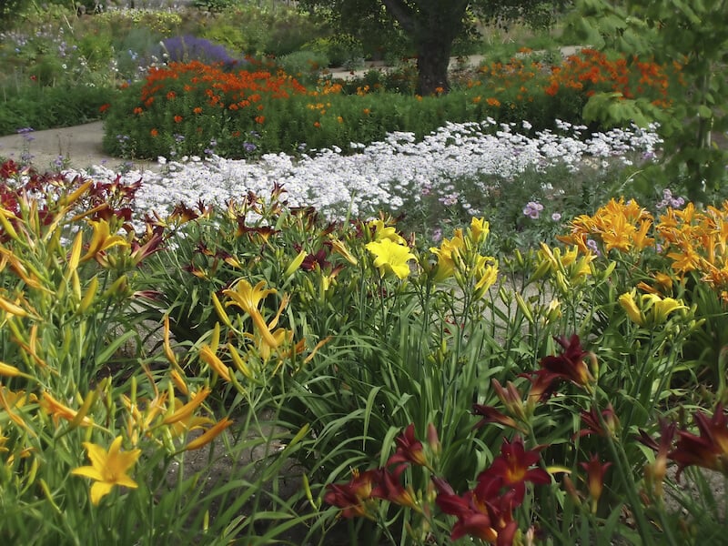 一个五颜六色的花园，有可爱的黄花菜，白色的雏菊，和各种各样的其他高大的花。