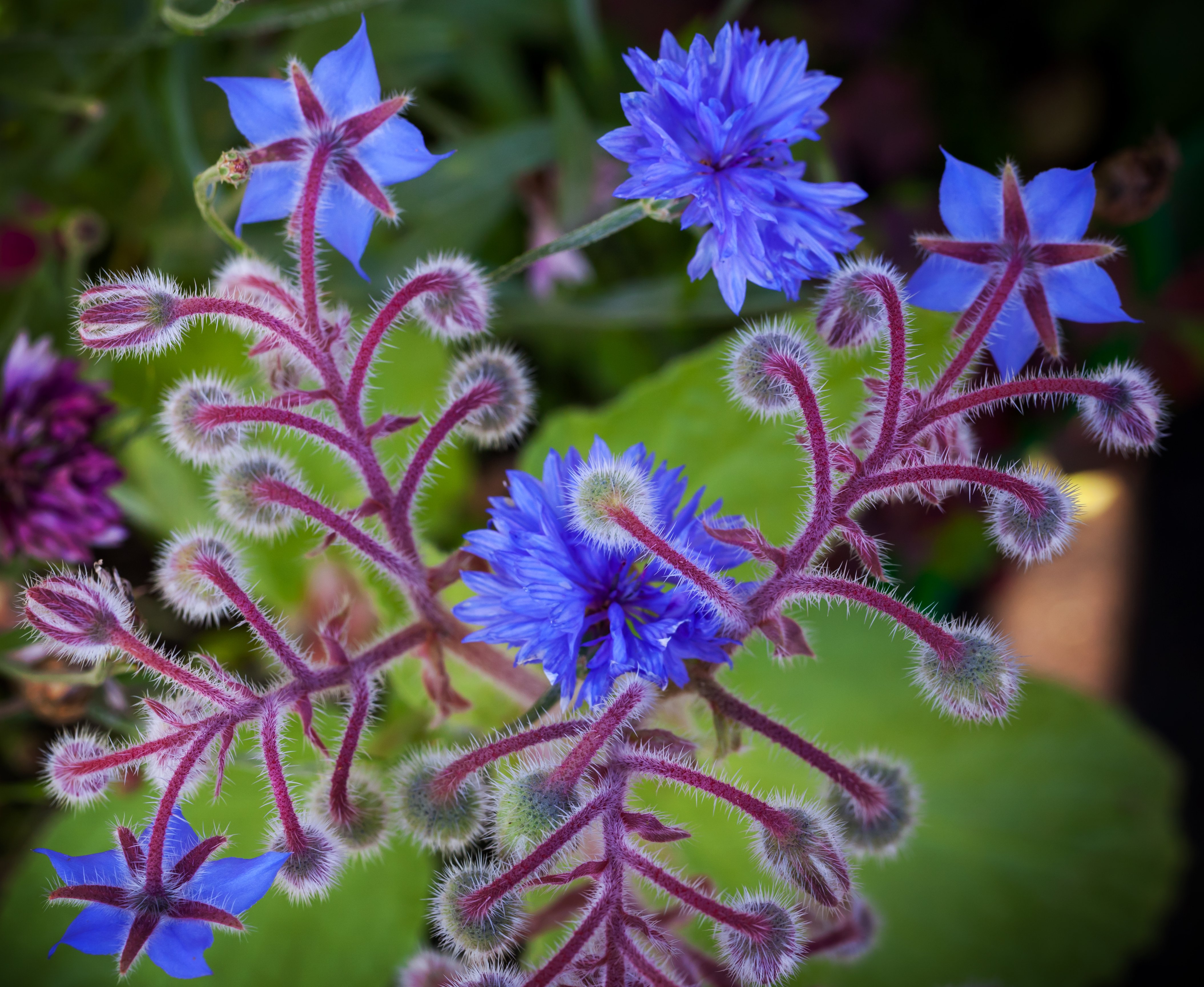 令人难以置信的紫绒花蕾和琉璃苣的花朵