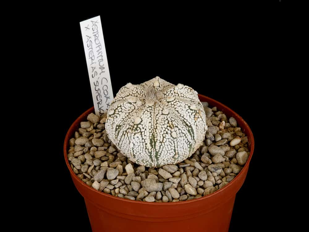 Astrophytum Coahuilense.