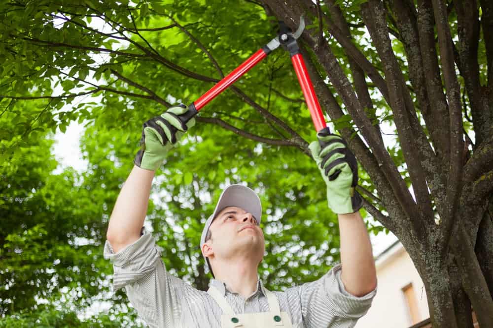 使用树修剪工具修剪树枝的人。