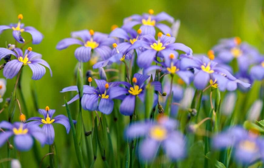 与生长在群体的蓝眼睛的草植物的黄色眼睛的美丽的浅紫色的花