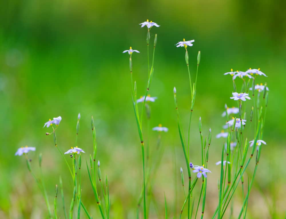 蓝眼睛的草植物的高茎有小开花的花的反对模糊的绿草背景