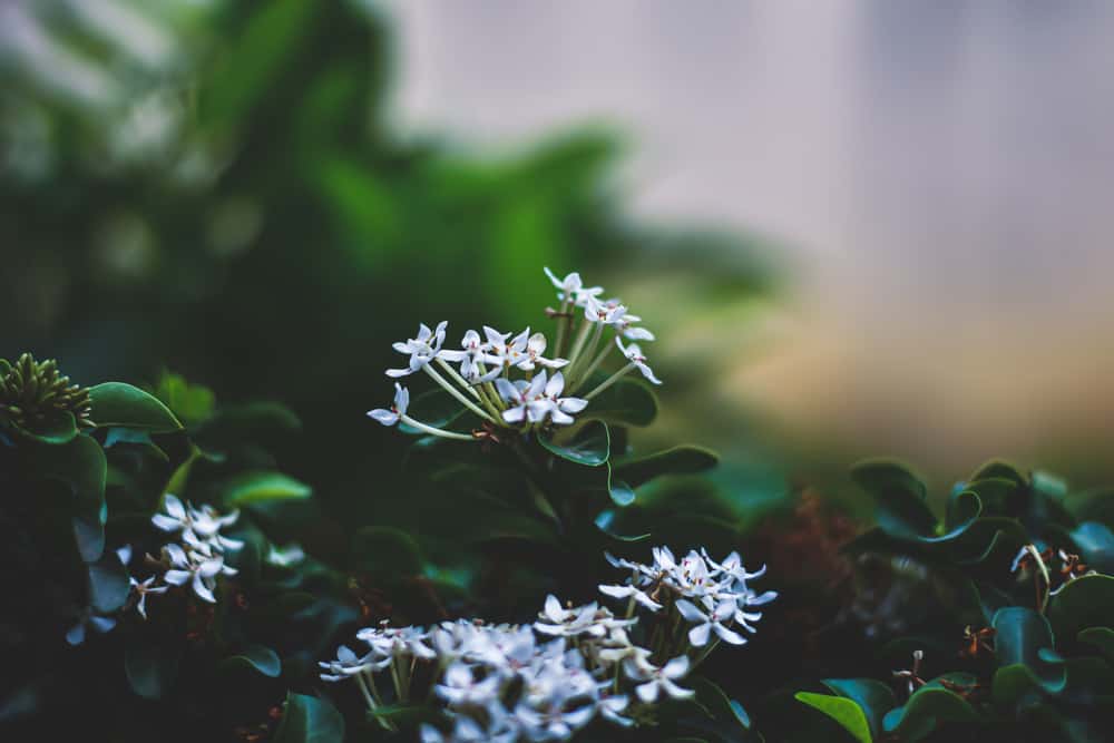 布瓦迪亚植物的美丽的白色小花，有深绿色的叶子