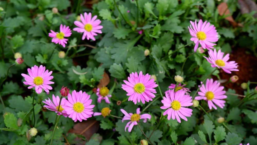 短茎植物的粉红色小花和深绿色叶子