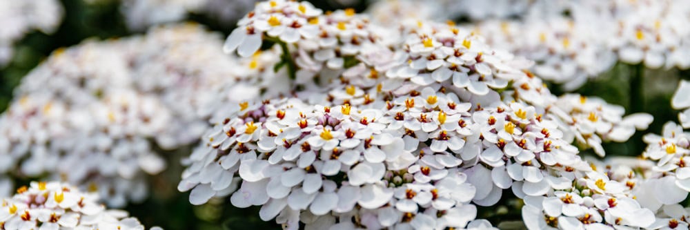 生长在群集的糖果植物的美丽的小白花